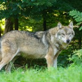 wolf-1583200_1280.jpg